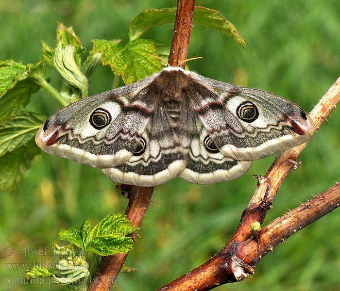 Saturnia pavonia Petit-paon Nuit