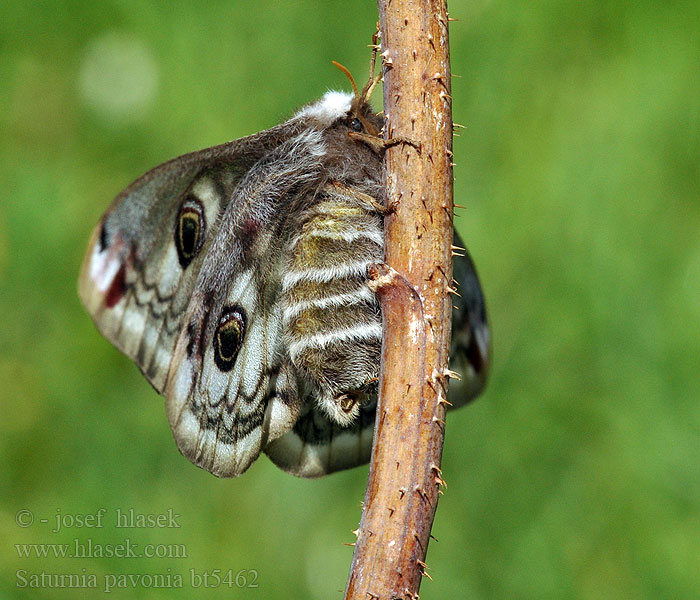 Saturnia pavonia Kleines Nachtpfauenauge