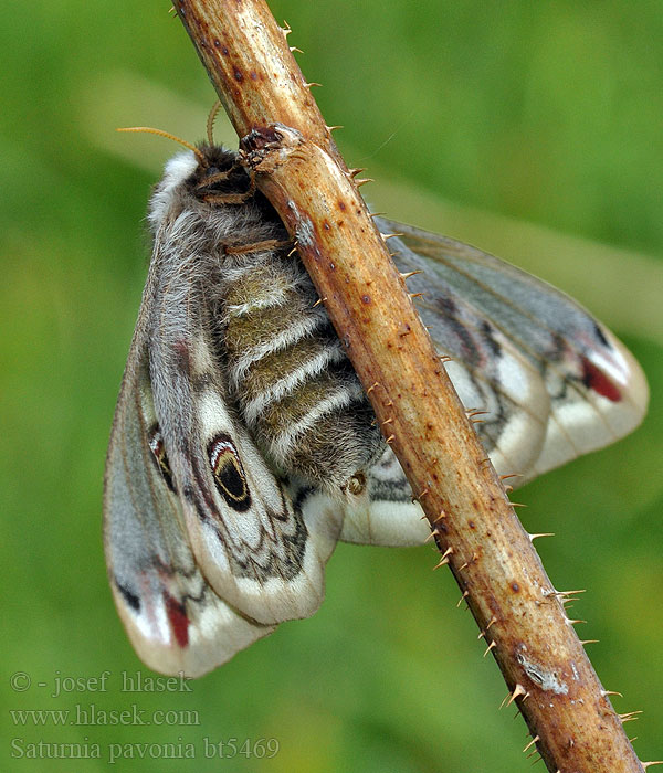 Saturnia pavonia Martináček habrový