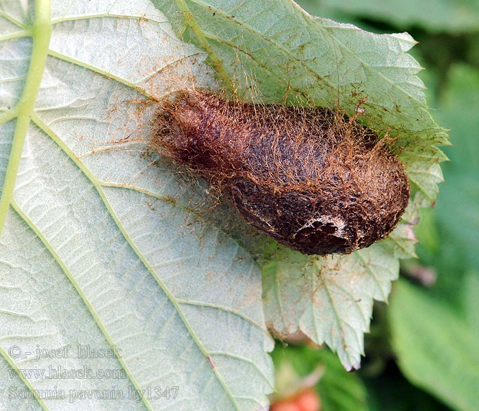 Pawica grabówka Saturnia pavonia