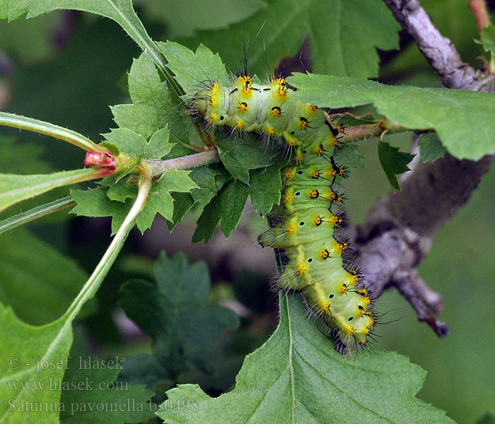 Saturnia pavoniella Martináč podobný