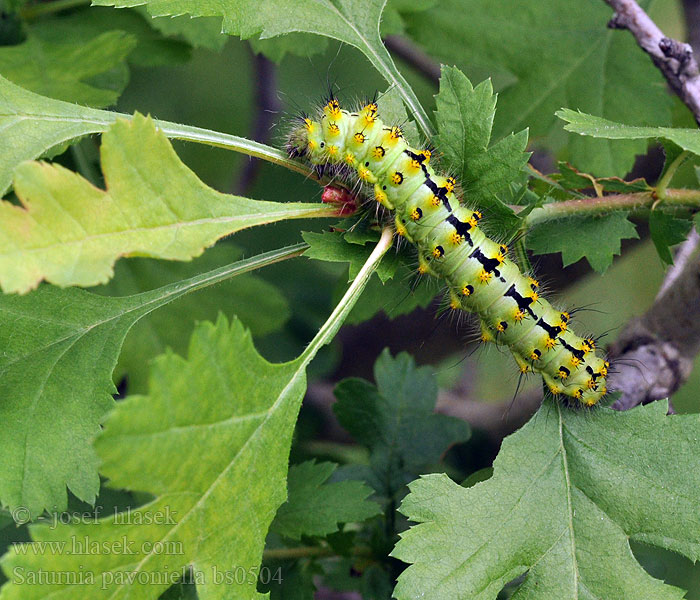 Saturnia pavoniella Südliche Kleine Nachtpfauenauge