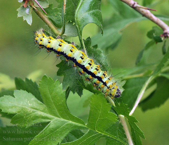 Martináč podobný Saturnia pavoniella