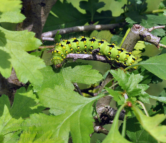 Südliche Kleine Nachtpfauenauge Saturnia pavoniella