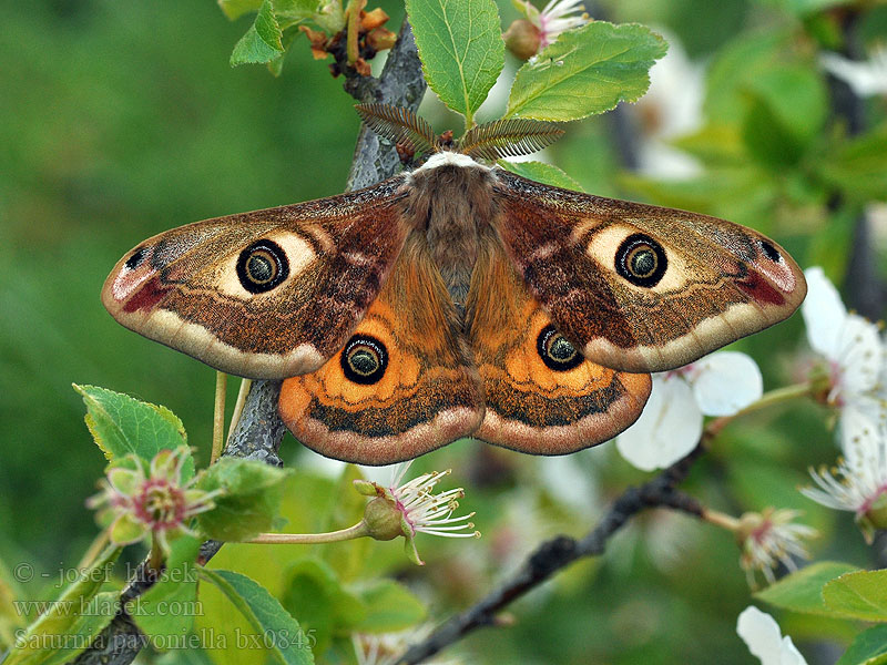 Saturnia pavoniella