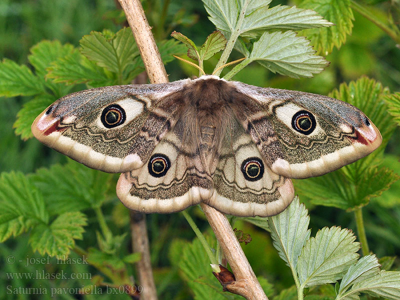 Saturnia pavoniella Martináč podobný