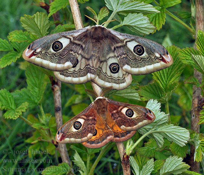 Saturnia pavoniella Südliche Kleine Nachtpfauenauge