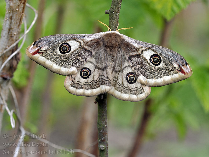 Südliche Kleine Nachtpfauenauge Saturnia pavoniella