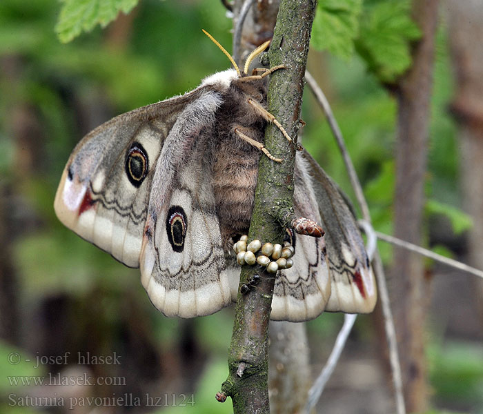 Martináč podobný Saturnia pavoniella