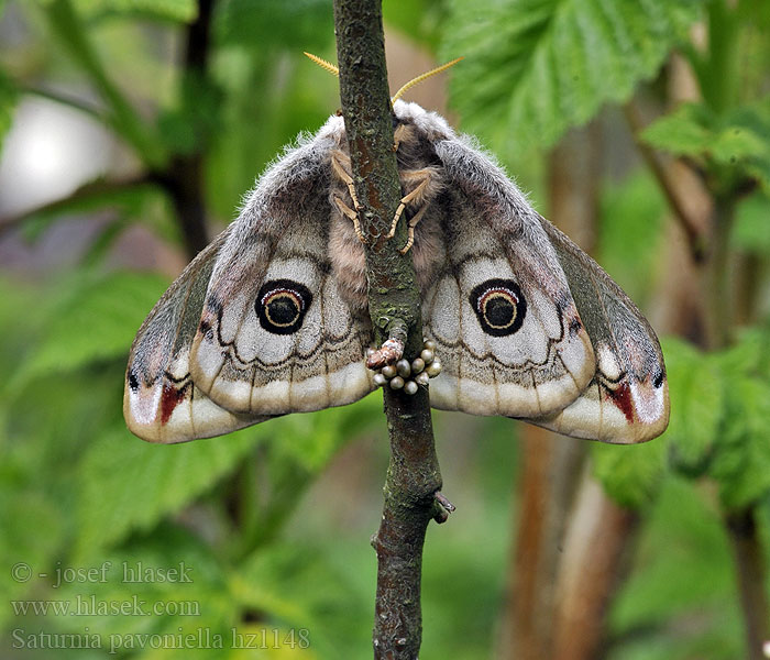 Martináč podobný Saturnia pavoniella