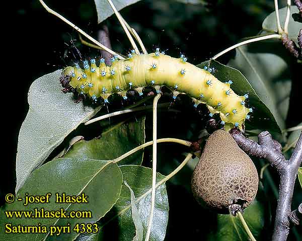 Saturnia pyri Great Peacock Moth Grand Paon Nuit