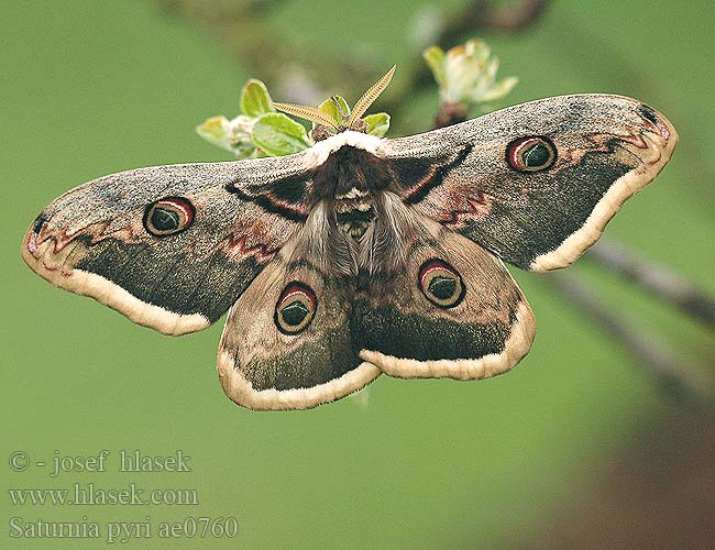 Saturnia pyri Pavonia maggiore Grote nachtpauwoog