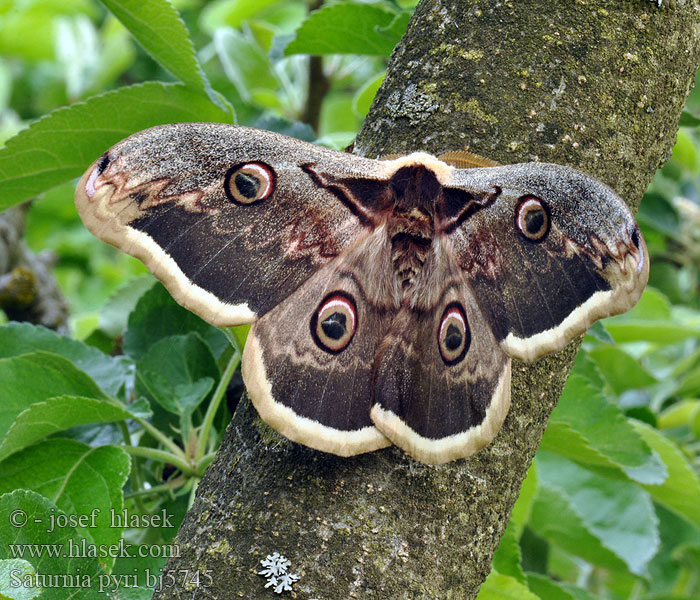 Saturnia pyri Great Peacock Moth Grand Paon Nuit Nagy pávaszem