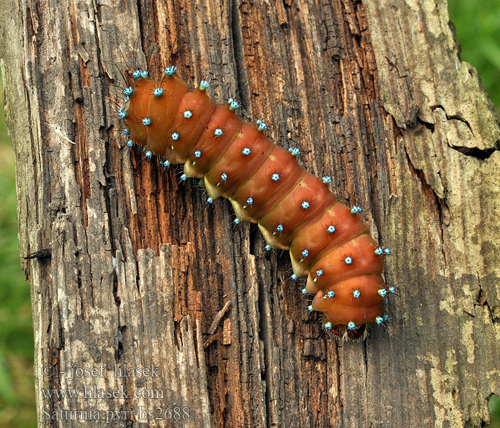 Saturnia pyri Martináč hrušňový オオクジャクヤママユ Gran pavón