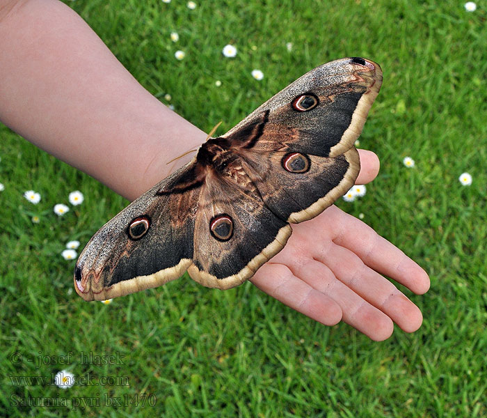 Saturnia pyri