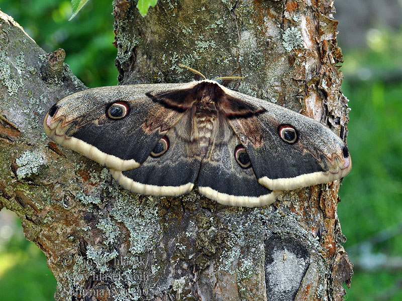 Saturnia pyri オオクジャクヤママユ