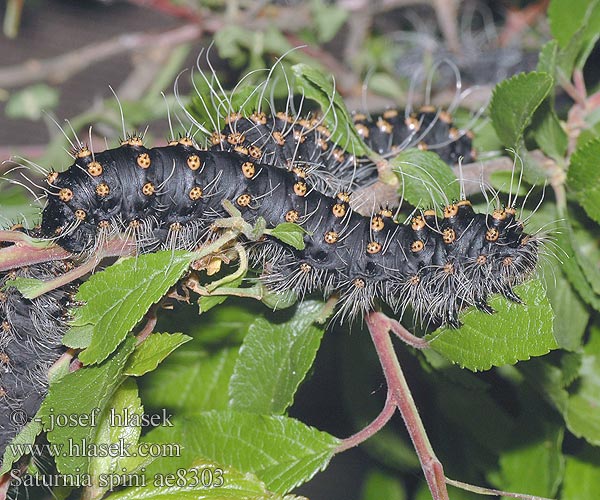 Sloe Emperor Moth Moyen Paon Schwarzdornspinner Cатурния сливовая Okáň Martináček trnkový Saturnia spini Eudia