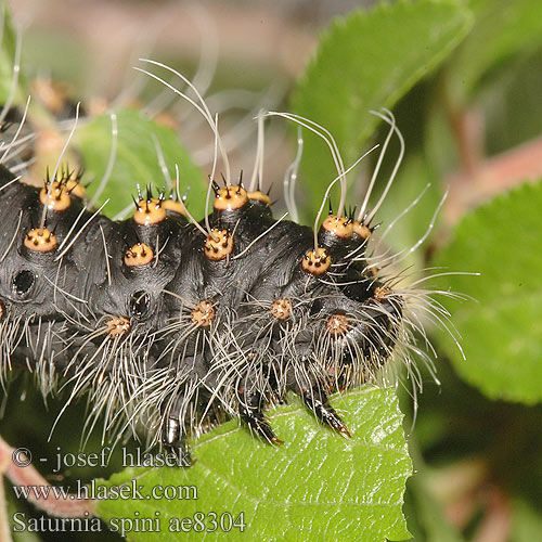 Moyen Paon Schwarzdornspinner Cатурния сливовая Okáň Martináček trnkový Saturnia spini Eudia Sloe Emperor Moth