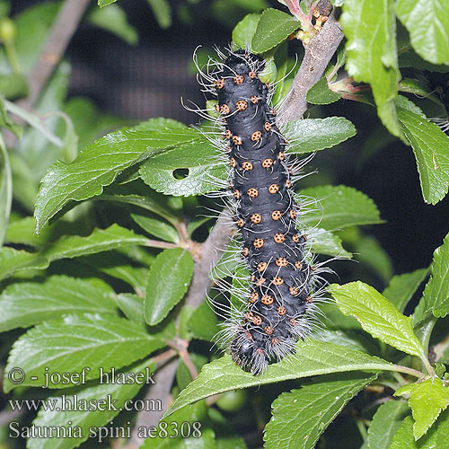 Cатурния сливовая Okáň Martináček trnkový Saturnia spini Eudia Sloe Emperor Moth Moyen Paon Schwarzdornspinner