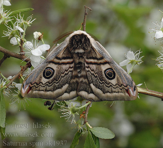 Martináček trnkový Saturnia spini Eudia Sloe Emperor Moth Moyen Paon Schwarzdornspinner Cатурния сливовая Okáň