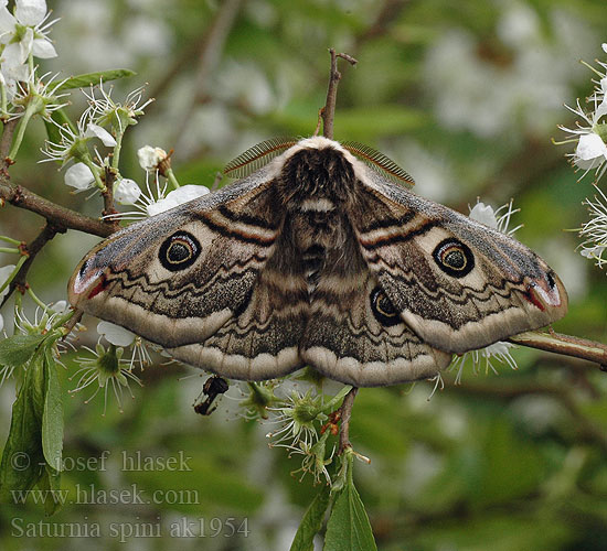 Martináček trnkový Saturnia spini Eudia Sloe Emperor Moth Moyen Paon Schwarzdornspinner Cатурния сливовая