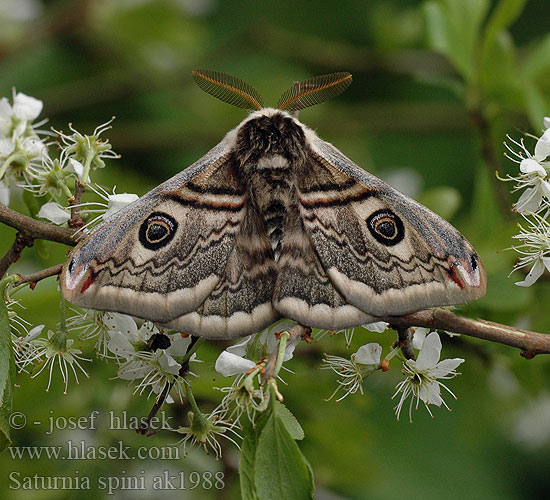 Schwarzdornspinner Cатурния сливовая Okáň Martináček trnkový Saturnia spini Eudia Sloe Emperor Moth Moyen Paon