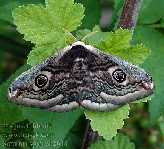 Saturnia spini Eudia Sloe Emperor Moth Moyen Paon Schwarzdornspinner Cатурния сливовая Okáň Martináček trnkový