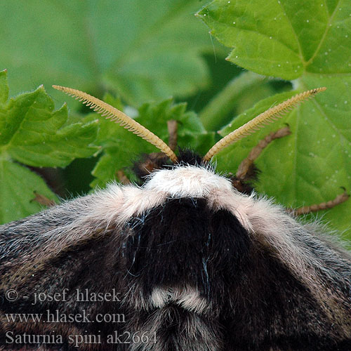 Sloe Emperor Moth Moyen Paon Schwarzdornspinner Cатурния сливовая Okáň Martináček trnkový Saturnia spini Eudia