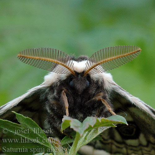 Cатурния сливовая Okáň Martináček trnkový Saturnia spini Eudia Sloe Emperor Moth Moyen Paon Schwarzdornspinner