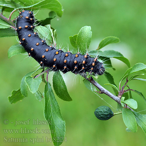 Mellersta pafagelspinnare Cатурнія середня  Saturnia spini Eudia Sloe Emperor Moth Moyen Paon Schwarzdornspinner Cатурния сливовая Okáň Martináček trnkový Közepes pávaszem Keskiriikinkukkokehrääjä