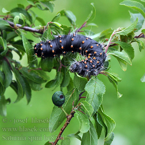 Sloe Emperor Moth Moyen Paon Schwarzdornspinner Cатурния сливовая Okáň Martináček trnkový Közepes pávaszem Keskiriikinkukkokehrääjä Mellersta pafagelspinnare Cатурнія середня  Saturnia spini Eudia