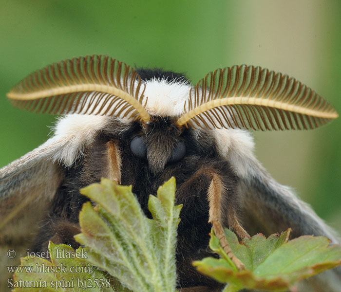 Saturnia spini Cатурния сливовая Okáň Martináček trnkový Eudia Sloe Emperor Moth Moyen Paon Schwarzdornspinner Közepes pávaszem Keskiriikinkukkokehrääjä Mellersta pafagelspinnare Cатурнія середня