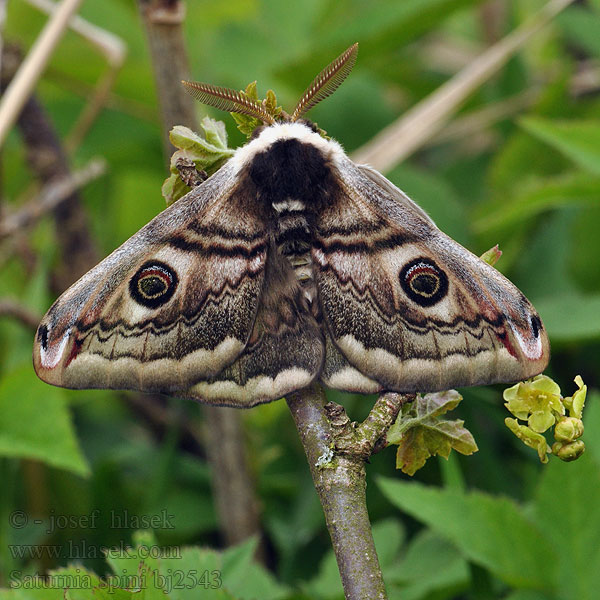 Cатурния сливовая Okáň Martináček trnkový Eudia Sloe Emperor Moth Moyen Paon Schwarzdornspinner Közepes pávaszem Keskiriikinkukkokehrääjä Mellersta pafagelspinnare Cатурнія середня Saturnia spini