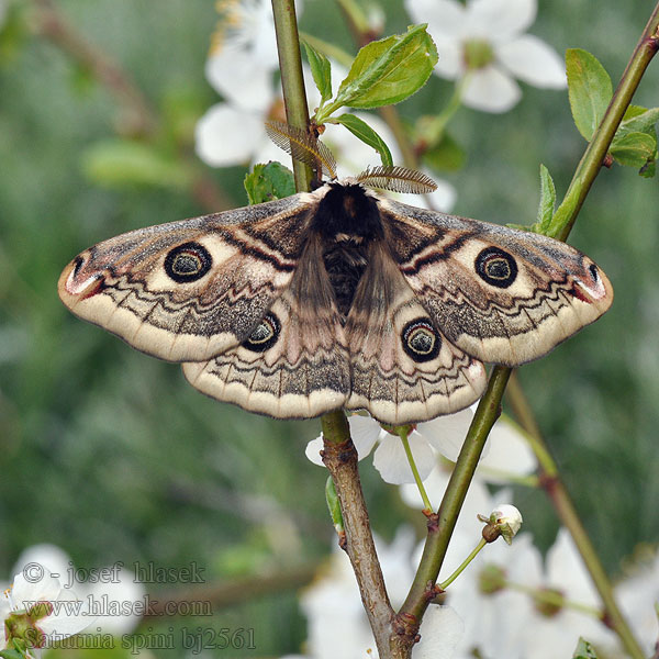 Okáň trnkový Eudia Sloe Emperor Moth Moyen Paon Schwarzdornspinner Közepes pávaszem Keskiriikinkukkokehrääjä Mellersta pafagelspinnare Cатурнія середня Saturnia spini Cатурния сливовая