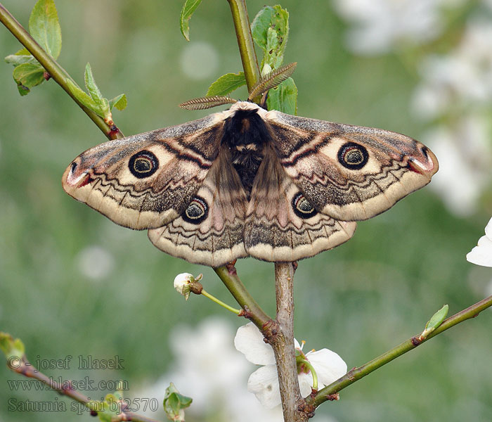 Martináček trnkový Eudia Sloe Emperor Moth Moyen Paon Schwarzdornspinner Közepes pávaszem Keskiriikinkukkokehrääjä Mellersta pafagelspinnare Cатурнія середня Saturnia spini Okáň Cатурния сливовая