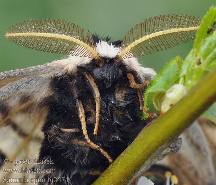 Eudia Sloe Emperor Moth Moyen Paon Schwarzdornspinner Közepes pávaszem Keskiriikinkukkokehrääjä Mellersta pafagelspinnare Martináček trnkový Cатурнія середня Saturnia spini Okáň Cатурния сливовая