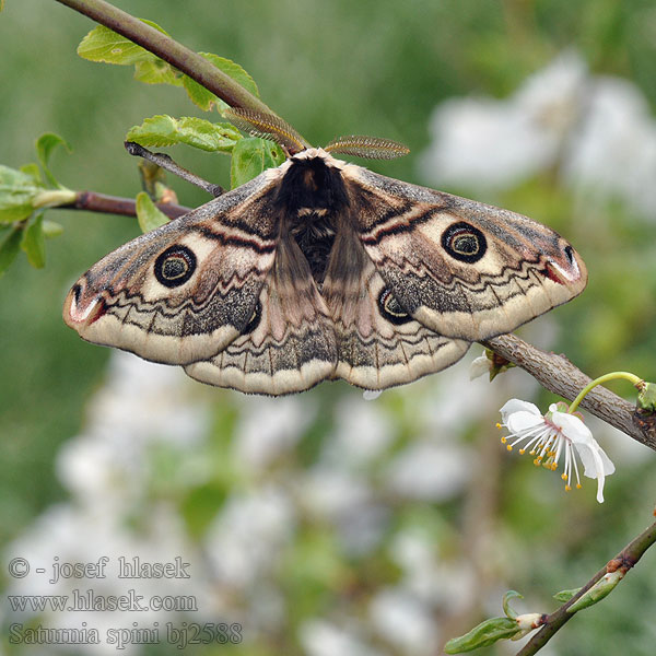 Sloe Emperor Moth Moyen Paon Schwarzdornspinner Közepes pávaszem Keskiriikinkukkokehrääjä Mellersta pafagelspinnare Martináček trnkový Cатурнія середня Saturnia spini Eudia Okáň Cатурния сливовая