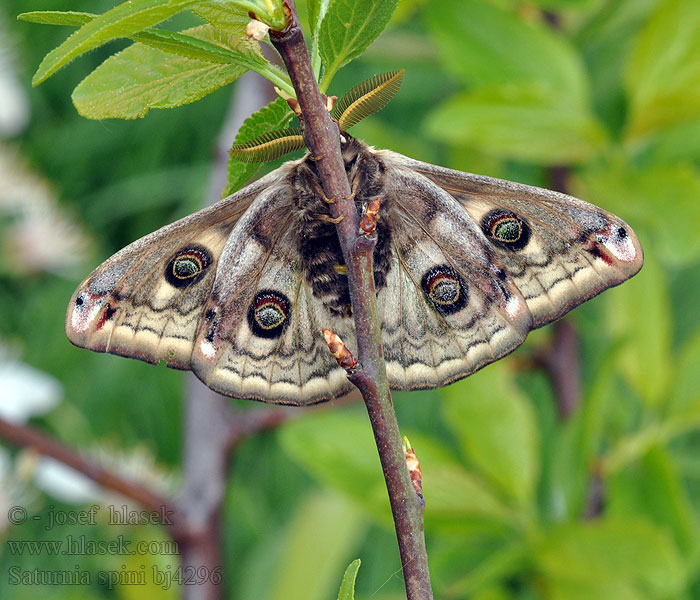 Mellersta pafagelspinnare Martináček trnkový Cатурнія середня Saturnia spini Eudia Okáň Cатурния сливовая Sloe Emperor Moth Moyen Paon Schwarzdornspinner Közepes pávaszem Keskiriikinkukkokehrääjä