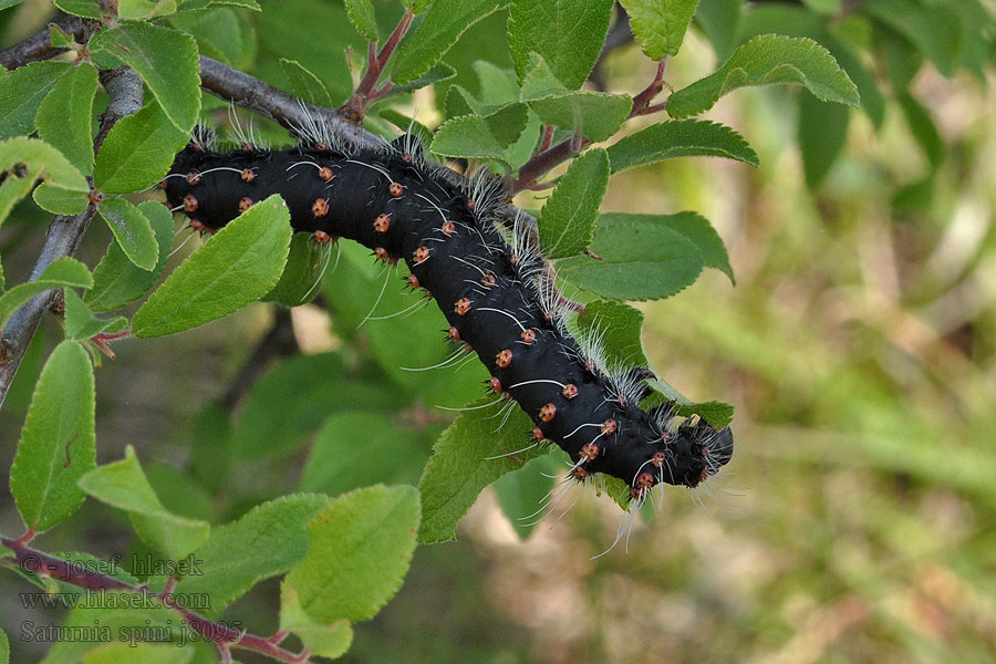 Martináček trnkový Saturnia spini