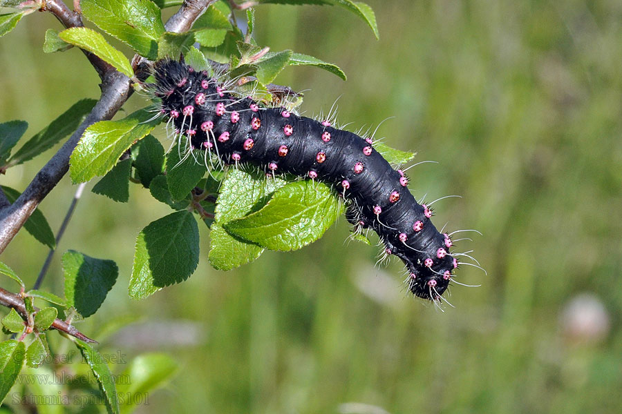 Saturnia spini