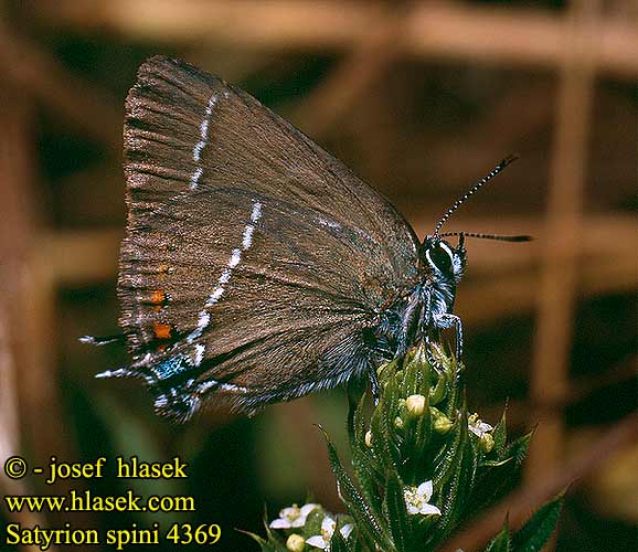 Satyrium spini Nordmannia Blue-spot Hairstreak thécla nerpruns