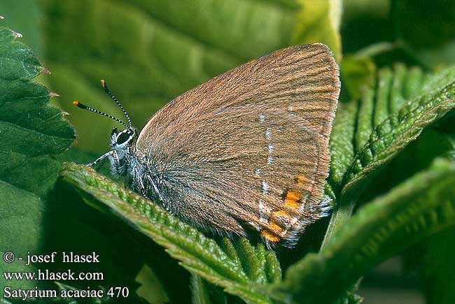 Satyrium acaciae Sloe Hairstreak Akazienzipfelfalter Ostruháček kapinicový