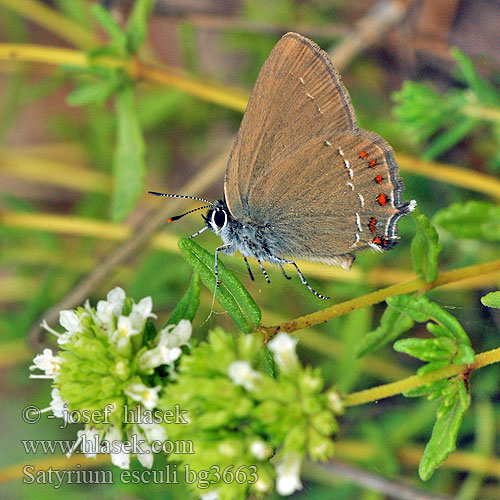 Satyrium esculi Nordmannia Querquera Thécla Kermès Spaanse eikepage