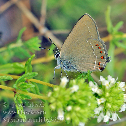 Spaanse eikepage False Ilex Hairstreak Ogończyk mauretański