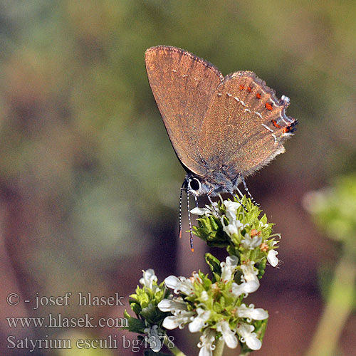 Querquera Thécla Kermès Spaanse eikepage False Ilex Hairstreak