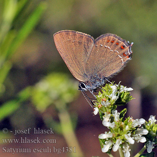 Thécla Kermès Spaanse eikepage False Ilex Hairstreak