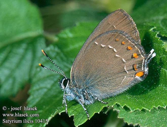 Satyrium ilicis Ilex Hairstreak Thécla l'yeuse Cserfa-lepk Brauner Eichen-Zipfelfalter