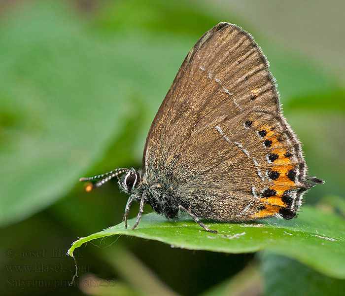 Satyrium pruni Black Hairstreak thécla prunellier Szilvafalepke