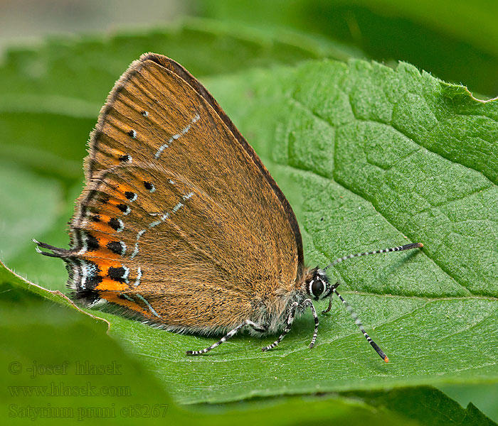 Satyrium pruni Pflaumen-Zipfelfalter Ogończyk śliwowiec