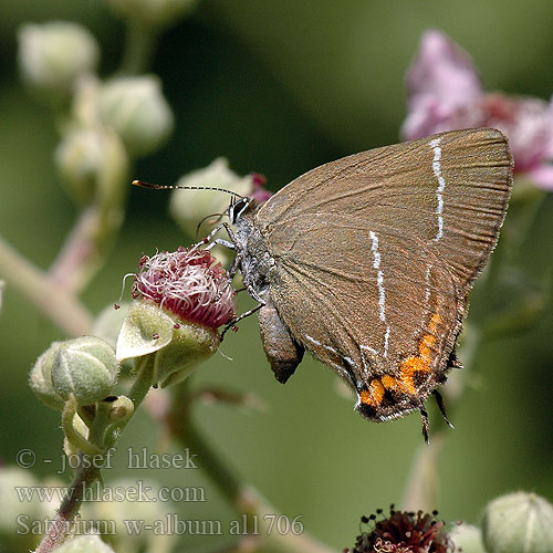 Satyrium w-album Strymonidia White-letter Hairstreak Thécla orme W-betüs